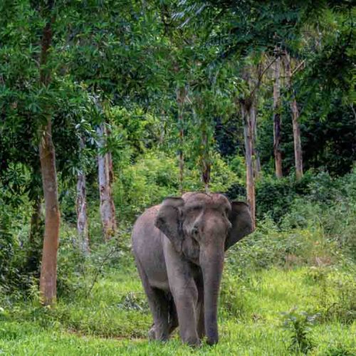Elefantes Tailandia