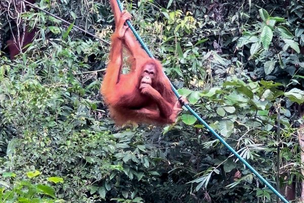 MALASIA en grupo Borneo Orangutan