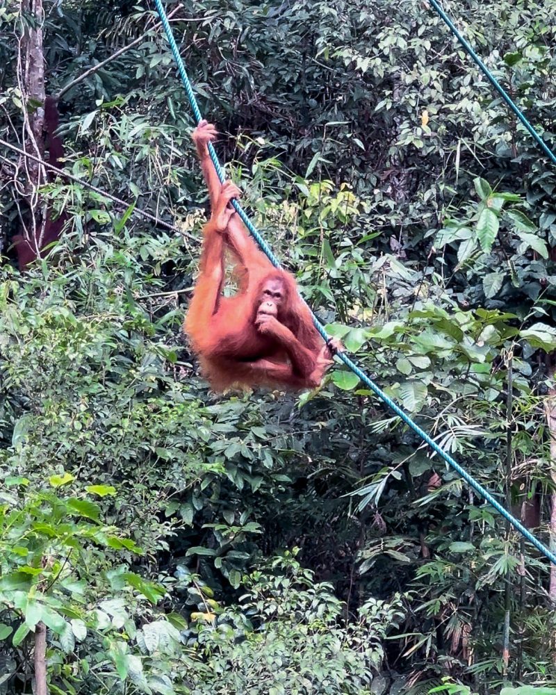 MALASIA en grupo Borneo Orangutan