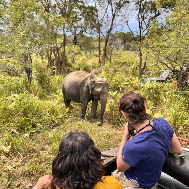 SRI LANKA en grupo safari elefante